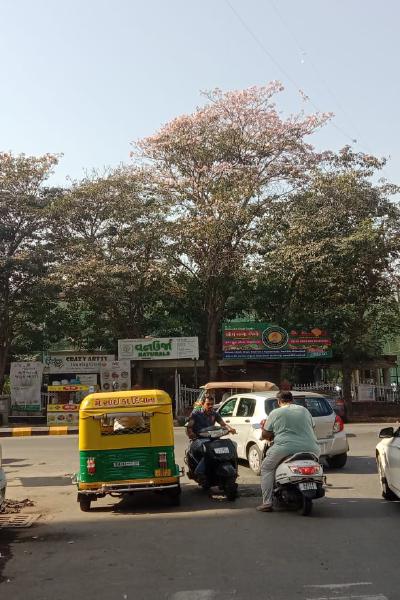 Tabebuia rosea tree in Ahemdabad
