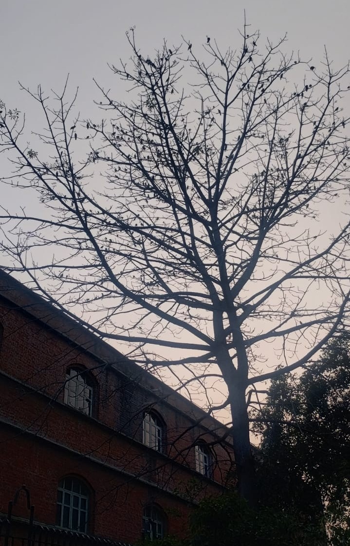 Description of the image